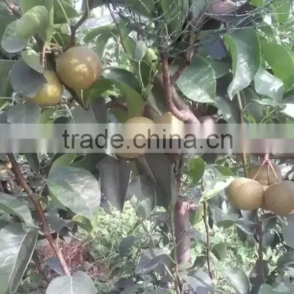 Pear photo-2