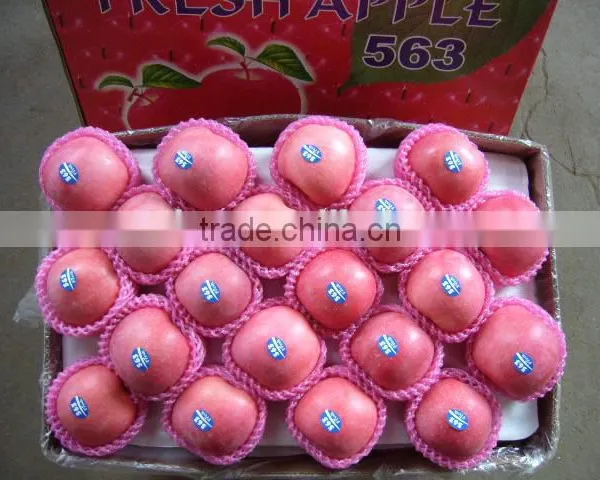 Fresh Fruit Apple for India Market photo-2