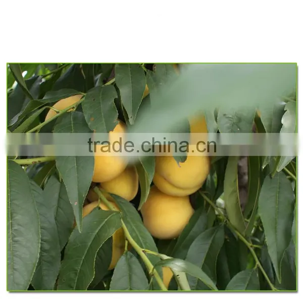 Yellow Peach Tree Seedling photo-3