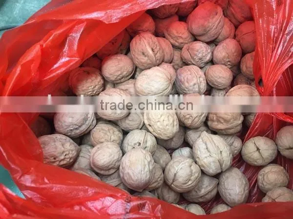 Small Green Walnut Peeling Washing Dehusking Machine photo-2