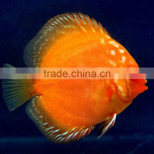 Live Aquarium Fish