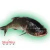 Supply Frozen Silver Carp