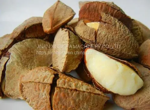Abalone Fruit Drying Machine photo-5