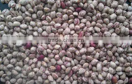 Light Speckled Kidney Beans