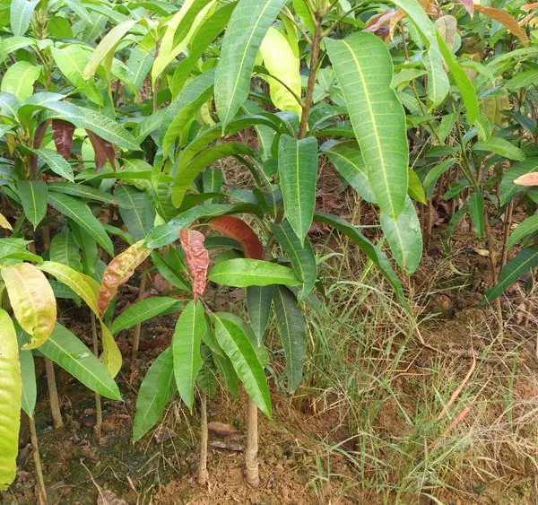 Japan Mango Trees With Grafting Mango Fruit Trees photo-4