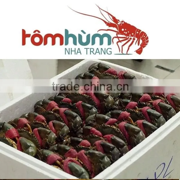 LIVE MUD CRAB (Male/Female) Within Best Quality and Suitable Supplying photo-6