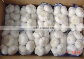 Pure White Garlic