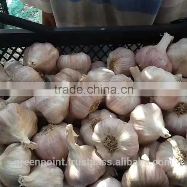 Garlic photo-6