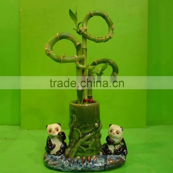 Curly Spiral Lucky Bamboo Arrangement Dracaena Sanderiana Indoor Ornamental Aquatic Feng Shui Plants Nursery Garden Decoration photo-2