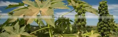 BEST QUALITY CASTOR OIL photo-3