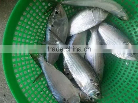 Frozen Gizzard Shad Whole Round photo-2