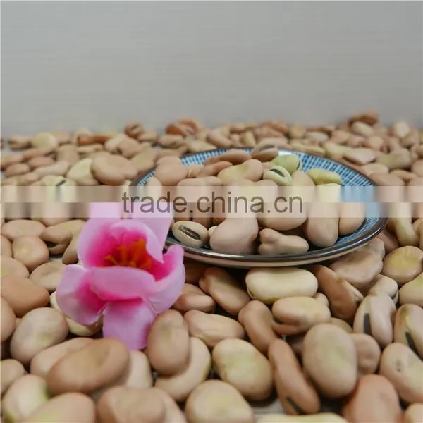 High Quality Yellow Broad Beans / Faba Beans / Fava Beans for Canning Food photo-2
