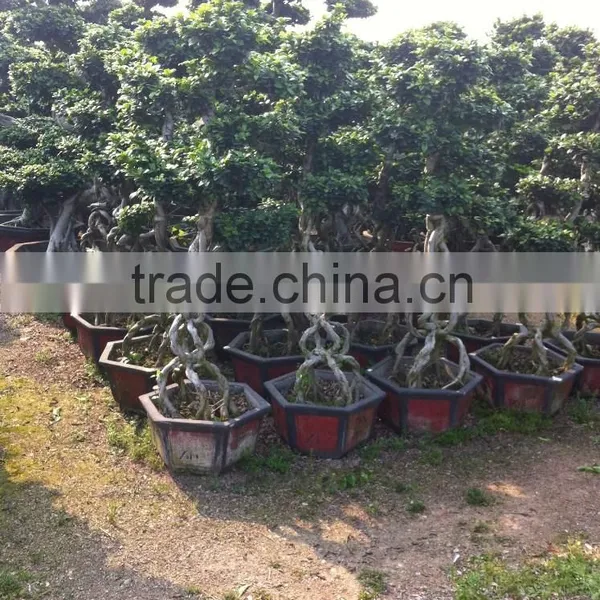 Middle Size Braid Tower Shape Bonsai Ficus Microcarpa photo-3
