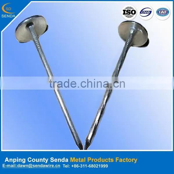 Galvanized Roofing Nails Suppliers / Factory Price Iron Nails photo-2