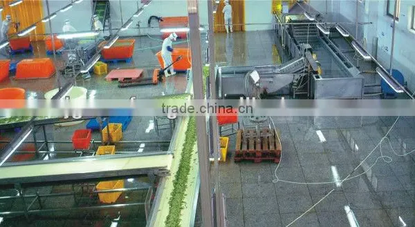 Food Machinery Manufacturer Green Pea Frozen Production Line photo-2