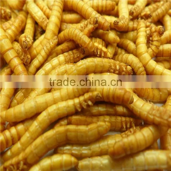 Freeze Dried Mealworms/Freeze Dried Tenebrio Molitors for Pets photo-5