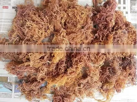 Euchema Spinosum With High Quality photo-5