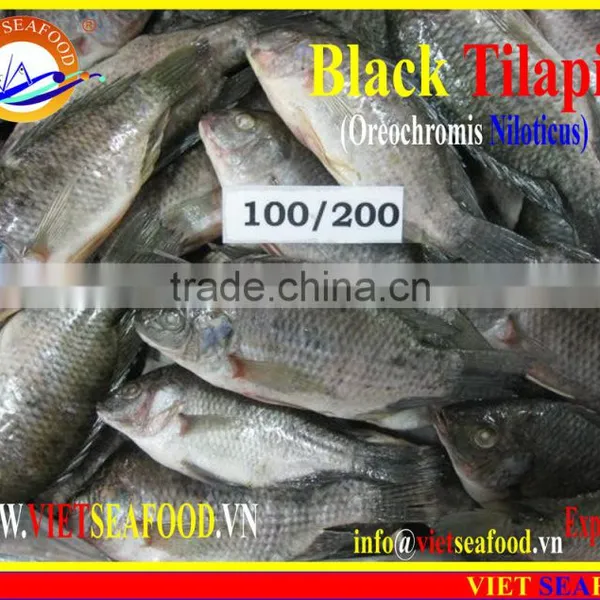 FROZEN BLACK TILAPIA WHOLE ROUND photo-2