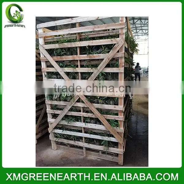 PHYLLOSTACHYS PUBESCENS -- Moso Bamboo Small Plant in Plastic Pots (7)