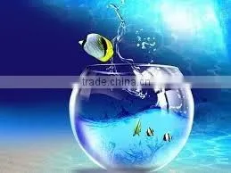 2d Animation Development photo-6