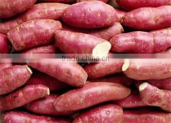 HIGH QUALITY JAPAN SWEET POTATO photo-3