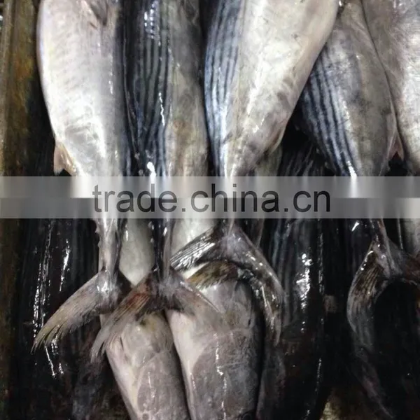 Frozen Bonito Fish photo-3