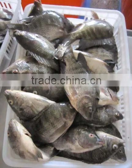 Frozen W/R Tilapia photo-2