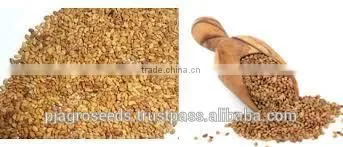 Lucurne Seeds (Alfalfa Seeds) photo-6