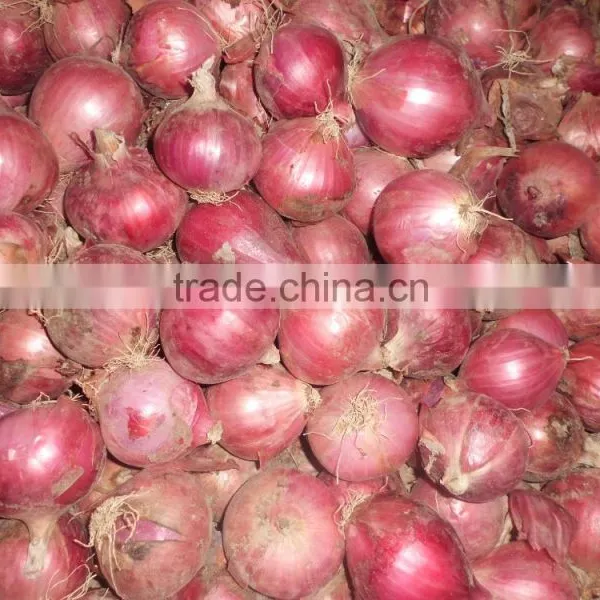 Fresh Onion Supplier Manufacturer photo-2