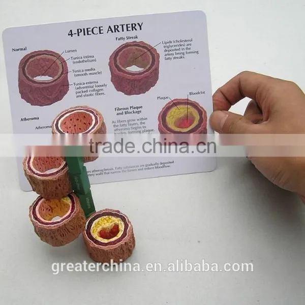 Anatomical Human Brain Model photo-4
