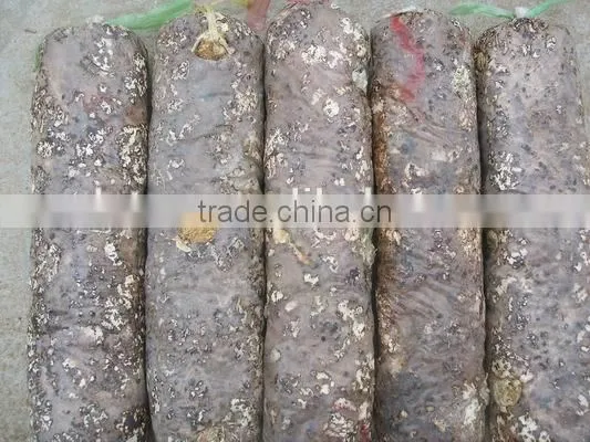 Mushroom Spawn,Shiitake Log,Lentinula Edodes Mushroom photo-3