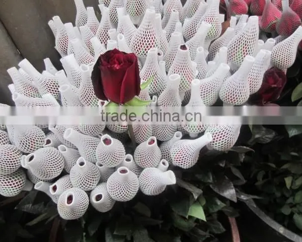 High Grade Fresh Cut Flower Wholesale Black Magic 002 Rose photo-3