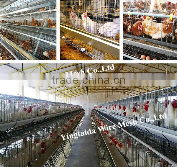 Automatic Chicke Cage Layer for Poultry Equipment in Chiken Farm photo-6