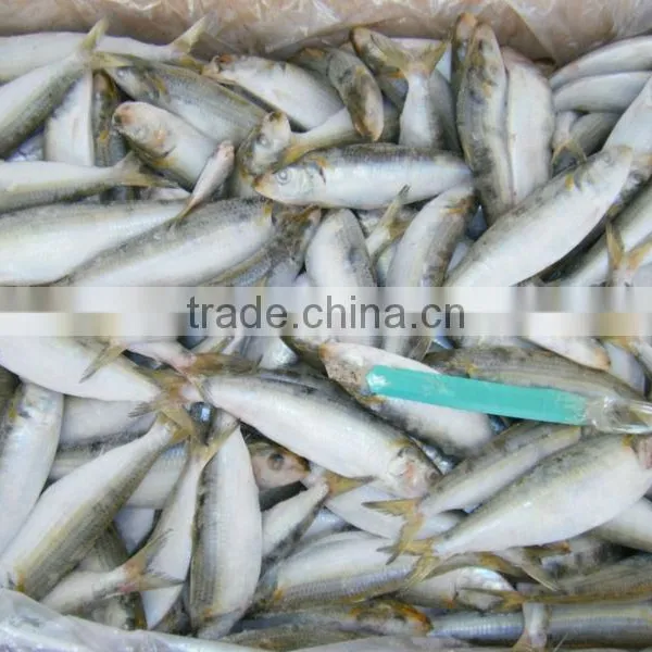 Fish Sardine Wholesale for Bait photo-2