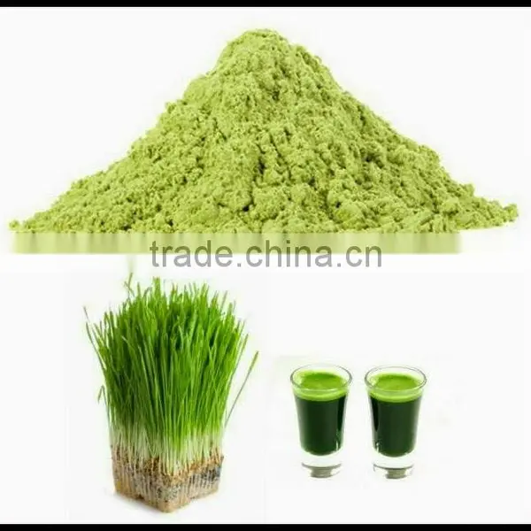 Premium Grade Wheat Grass Powder From India photo-2