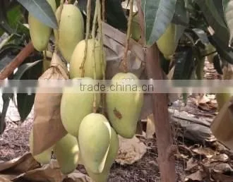 Malaysia Vietnam Sri Lanka Kraft Paper Mango Protection Bag photo-6