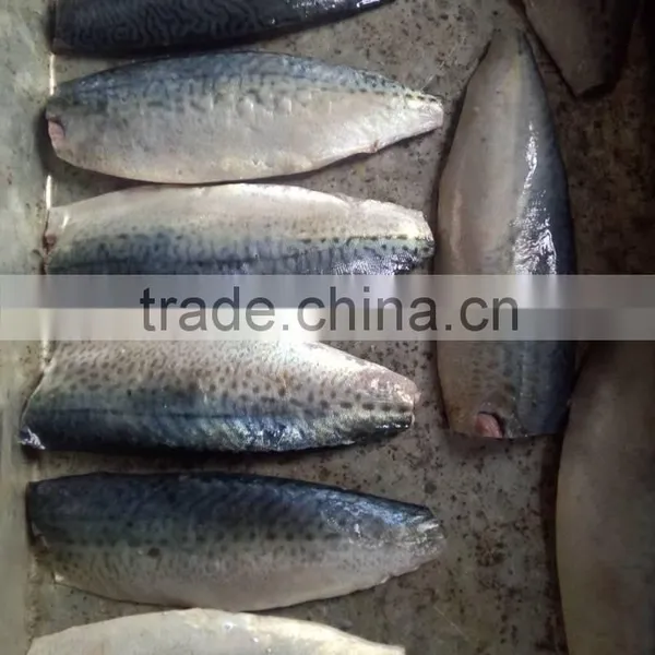 Pacific Mackerel Fillet and Scomber Japonicus photo-3