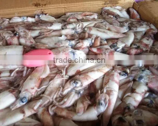 Frozen Squid