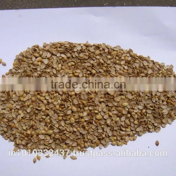 Coriander Splits photo-4