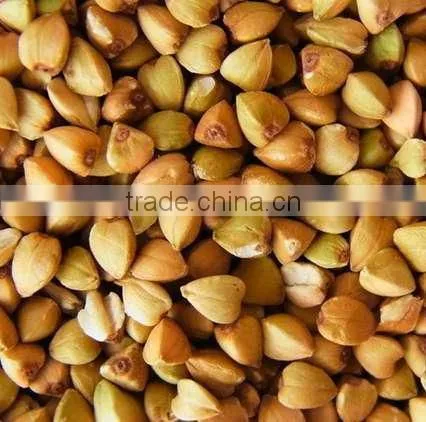 Chinese Roasted Buckwheat Kernel for Georgia Wholesale photo-3