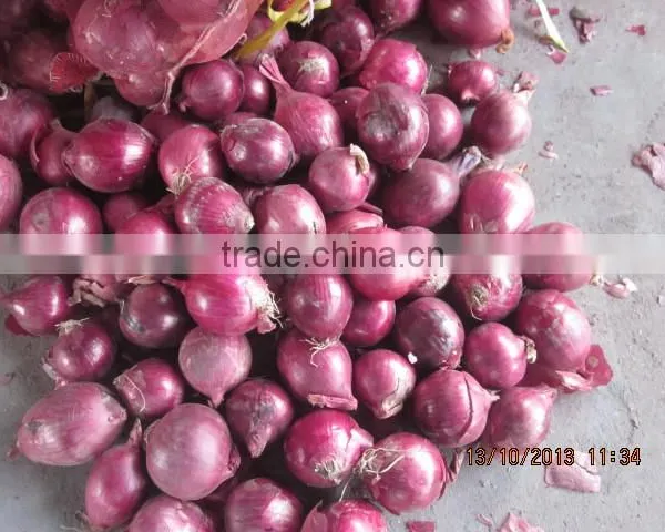 Fresh Red Onion , Red Onion Price