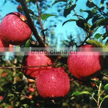 Apple Type and Pome Fruit Products Type Fresh Red Qinguan Apple