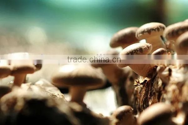 Fresh Shiitake photo-2