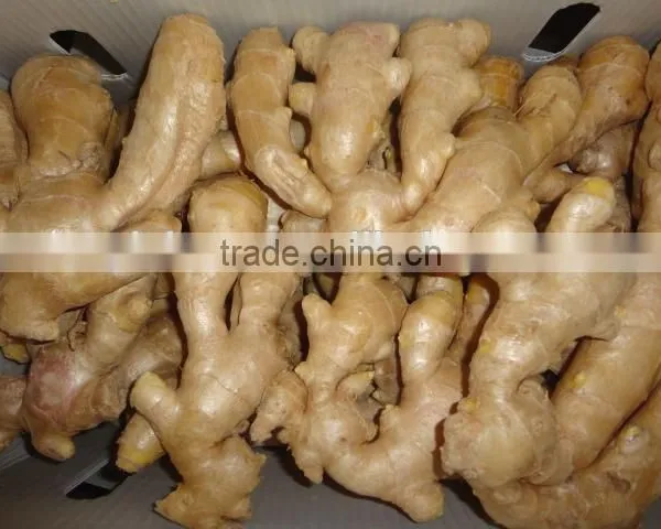 Yellow Color Fresh Ginger photo-5