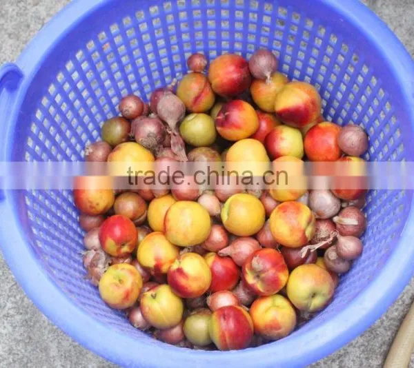 OG-606 CE Qualified Vegetable and Fruit Sorting Machine photo-6