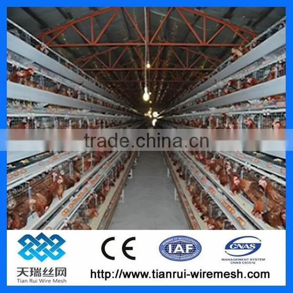 Hot Sale Good Quality Layer Chicken Cage For Poultry Farm photo-2