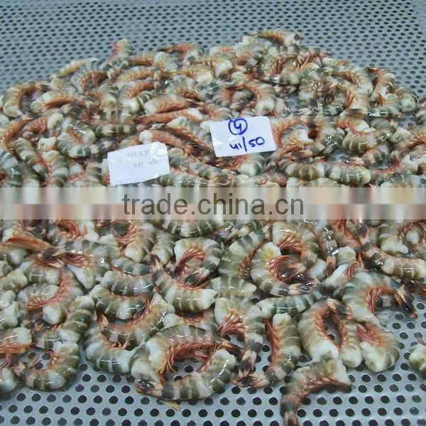HLSO Tiger Shrimps photo-2