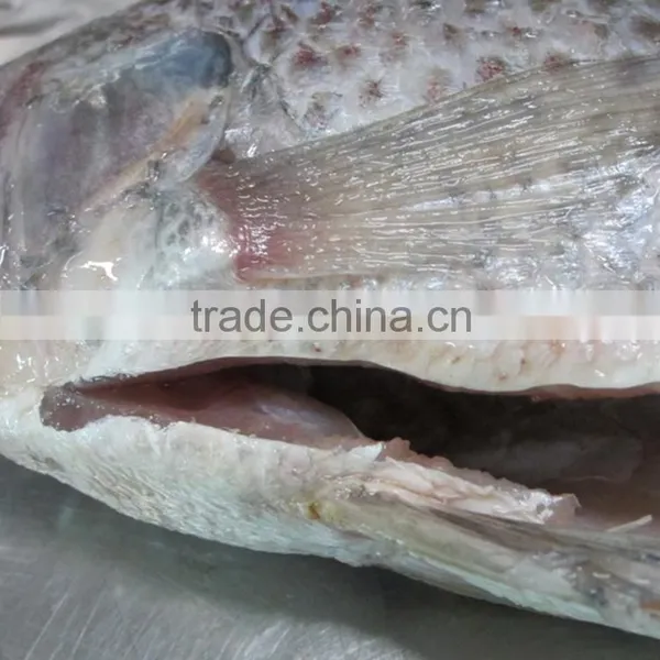 Frozen Tilapia GS Whole Sale Price photo-2