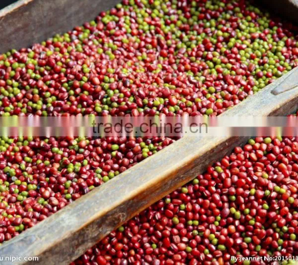 Adzuki Bean photo-6