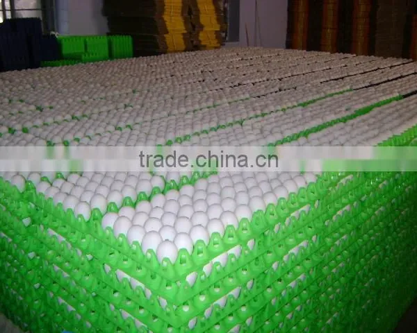 White Eggs Suppliers From India photo-2
